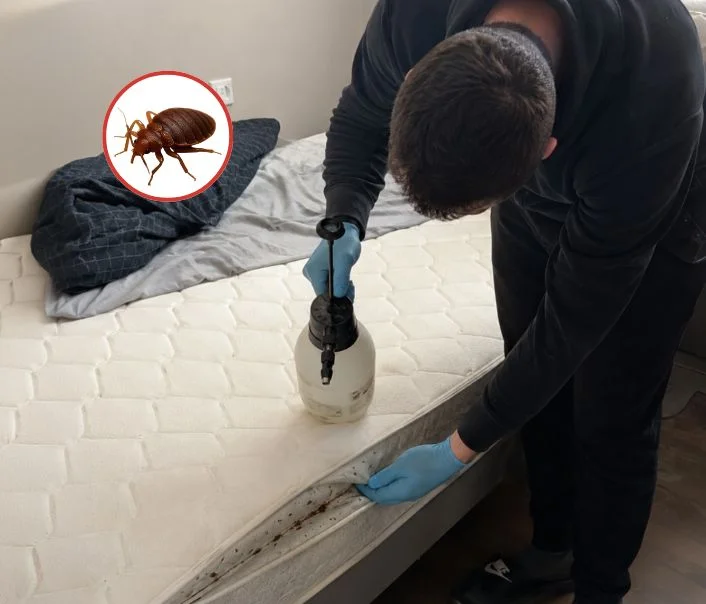 Technicien traitant un matelas contre les punaises de lit à Liverdy-en-Brie